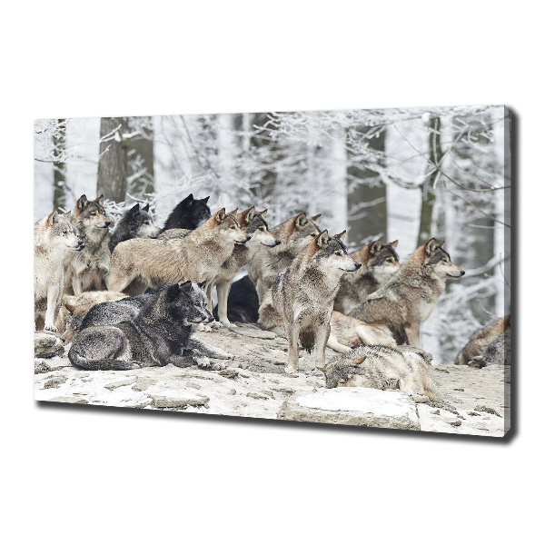 Bild auf leinwand Wölfe im Winter