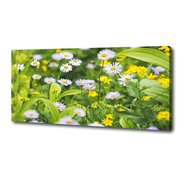 Wandbild Gänseblümchen