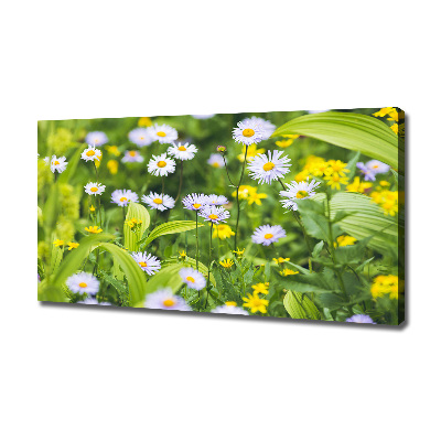 Wandbild Gänseblümchen