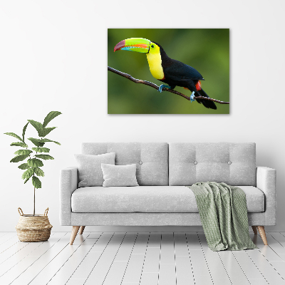Bild auf leinwand Tukan