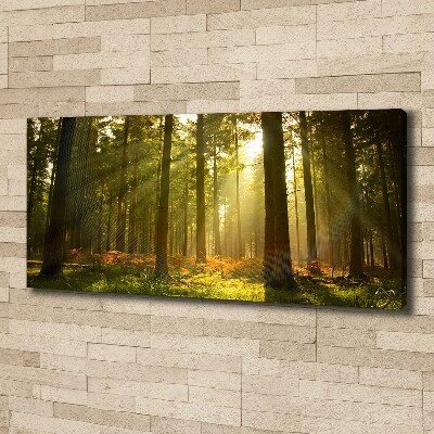 Wandbild Wald in der Sonne