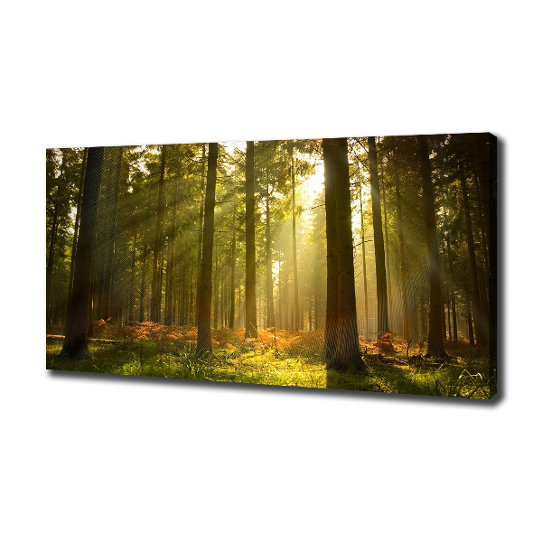 Wandbild Wald in der Sonne