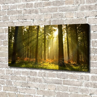 Wandbild Wald in der Sonne