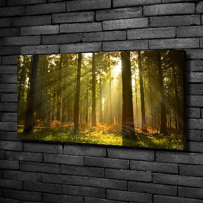 Wandbild Wald in der Sonne