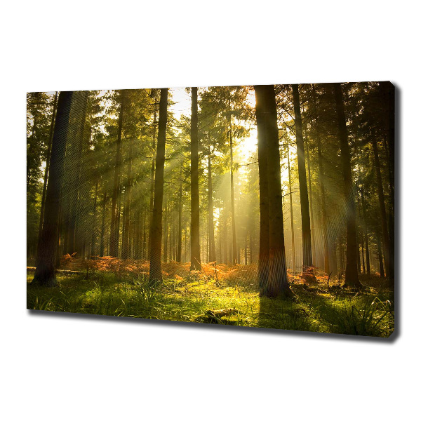 Wandbild Wald in der Sonne