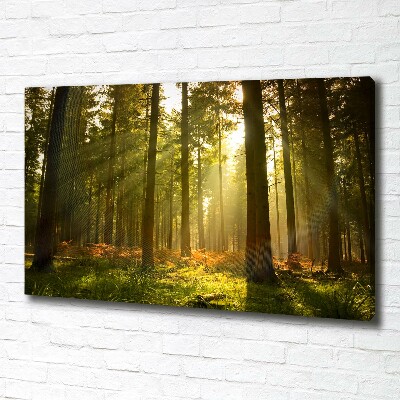 Wandbild Wald in der Sonne