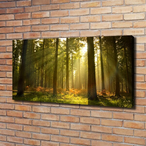 Wandbild Wald in der Sonne