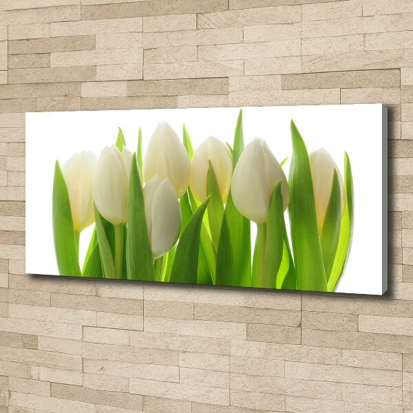 Fotobild Tulpen