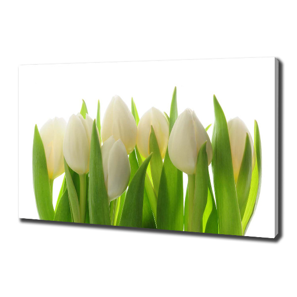 Fotobild Tulpen
