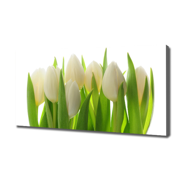 Fotobild Tulpen