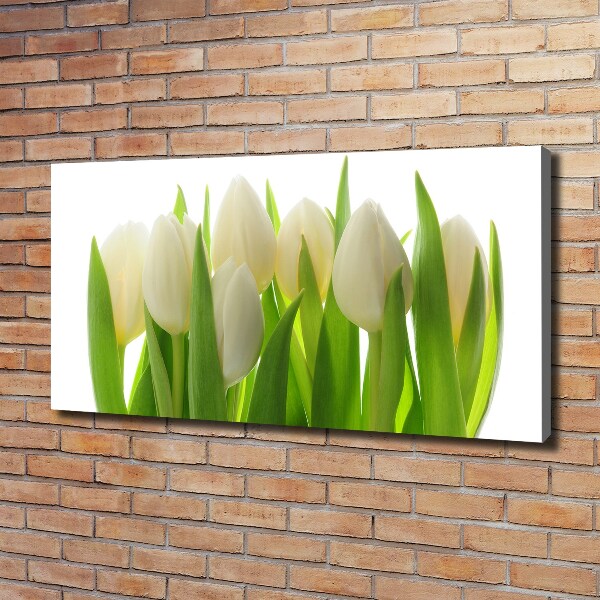 Fotobild Tulpen