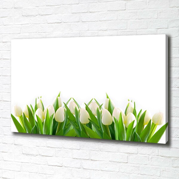 Fotobild Weiße Tulpen