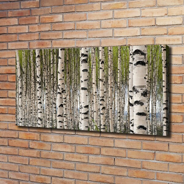Wandbild Birkenwald