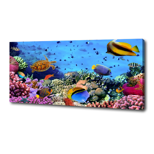 Fotobild Korallenriff