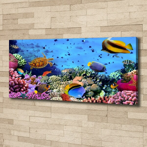 Fotobild Korallenriff