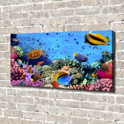 Fotobild Korallenriff