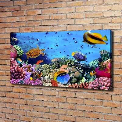 Fotobild Korallenriff