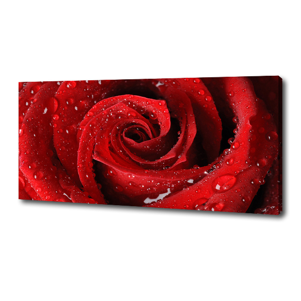Wandbild Tropfen auf einer Rose