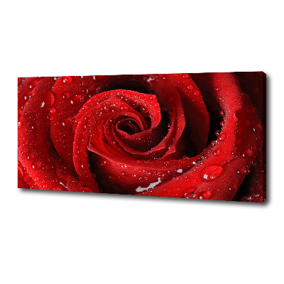 Wandbild Tropfen auf einer Rose