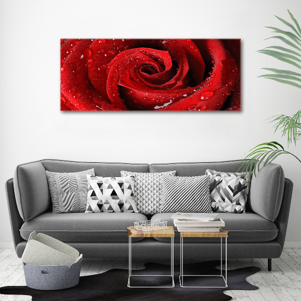 Wandbild Tropfen auf einer Rose