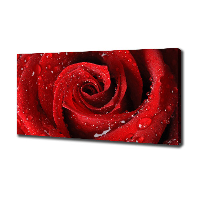 Wandbild Tropfen auf einer Rose