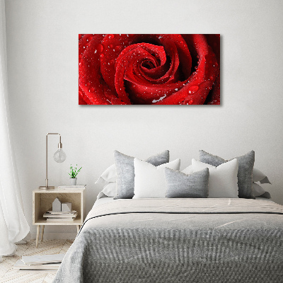 Wandbild Tropfen auf einer Rose