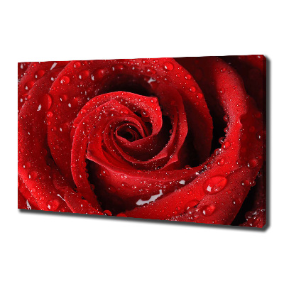 Wandbild Tropfen auf einer Rose
