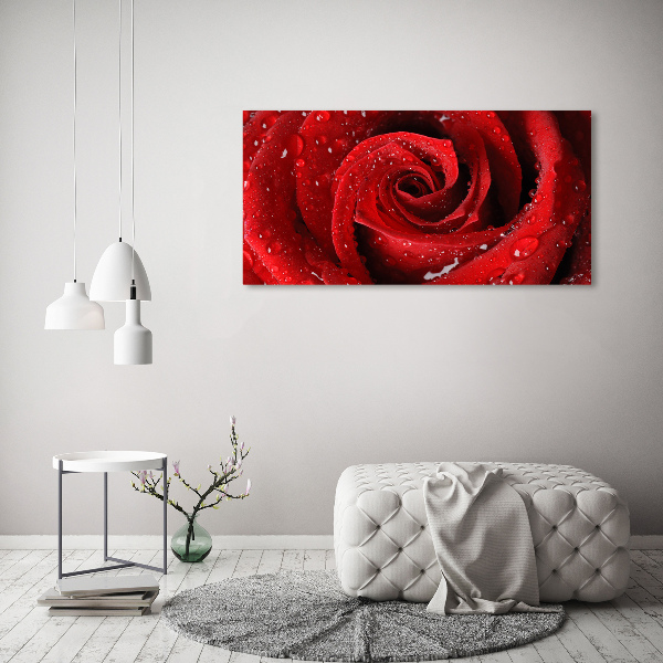 Wandbild Tropfen auf einer Rose
