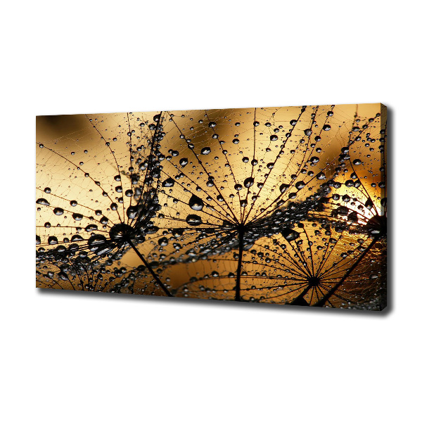 Fotobild Löwenzahnsamen