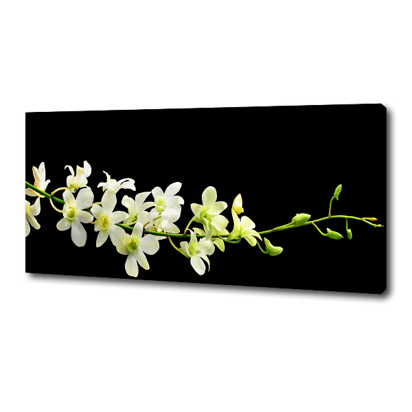 Fotobild Orchidee
