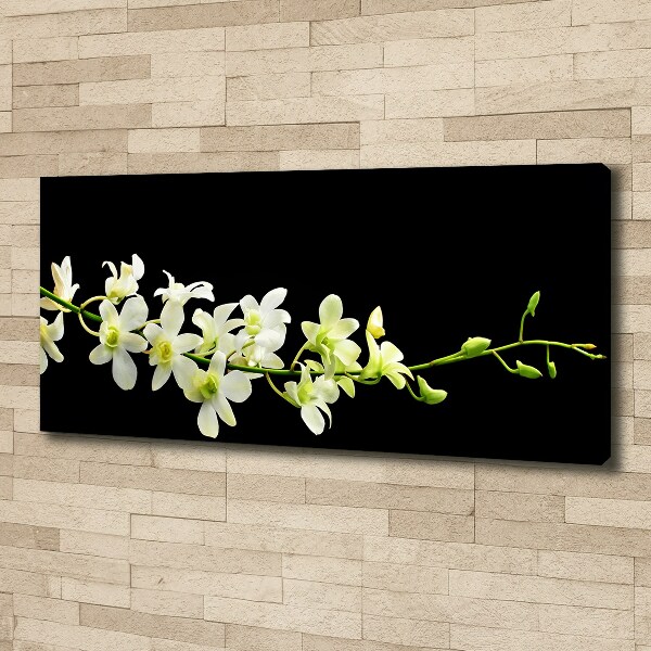 Fotobild Orchidee