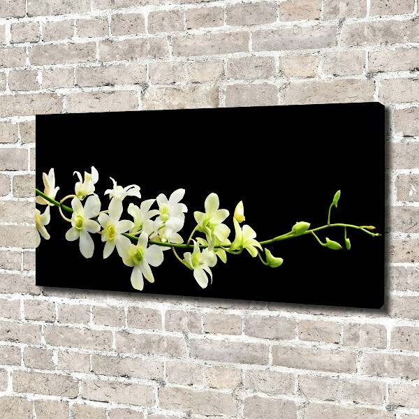 Fotobild Orchidee