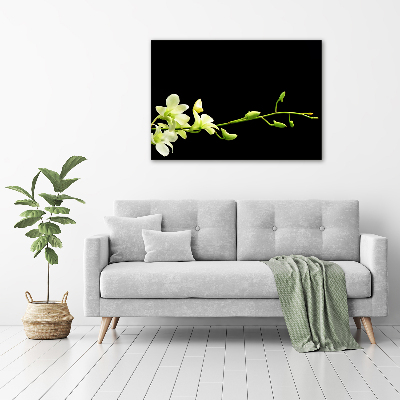 Fotobild Orchidee