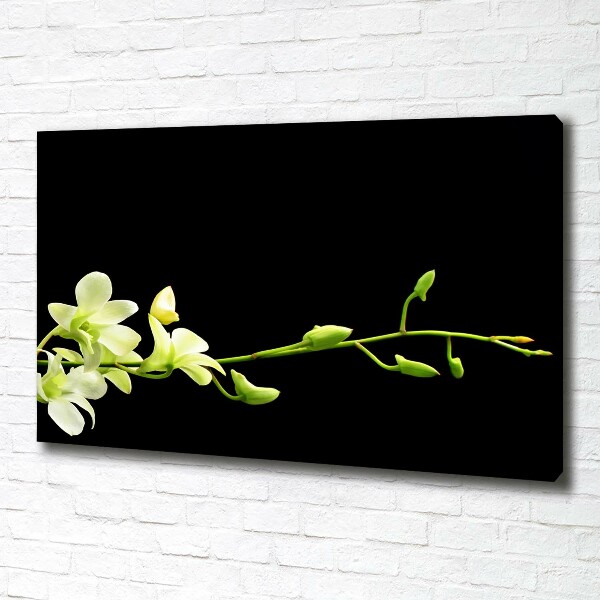 Fotobild Orchidee