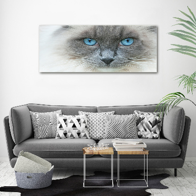 Fotobild blauäugige Katze
