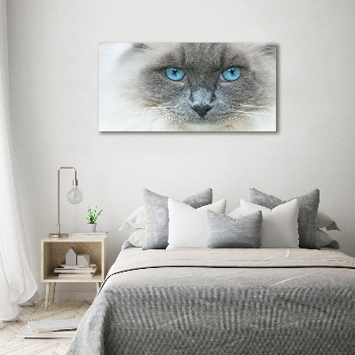 Fotobild blauäugige Katze