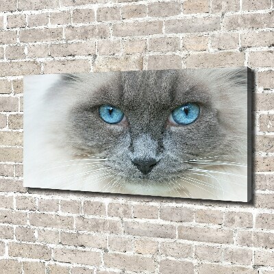 Fotobild blauäugige Katze