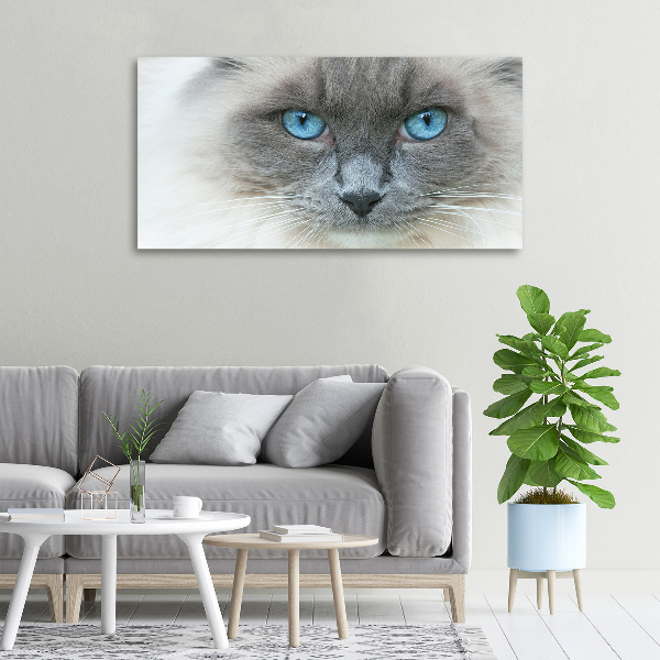 Fotobild blauäugige Katze