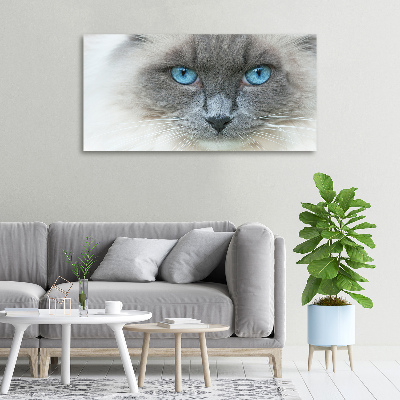 Fotobild blauäugige Katze
