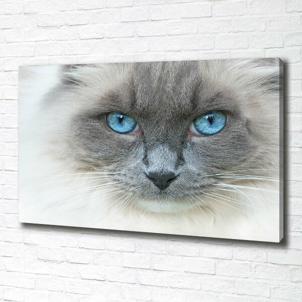 Fotobild blauäugige Katze