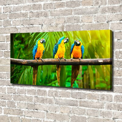 Bild auf leinwand Papageien auf einem Ast