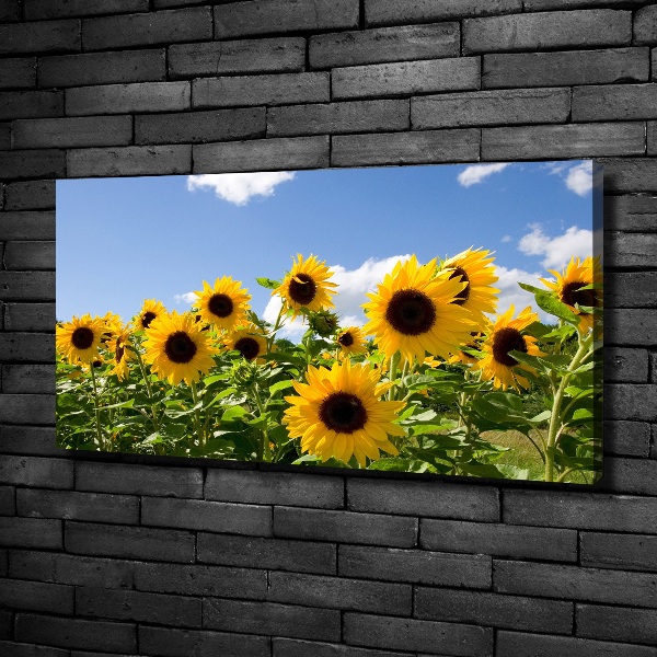 Bild auf leinwand Sonnenblumen