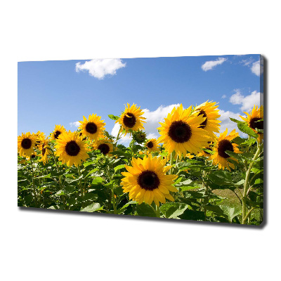 Bild auf leinwand Sonnenblumen