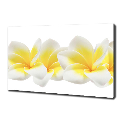 Wandbild Plumeria