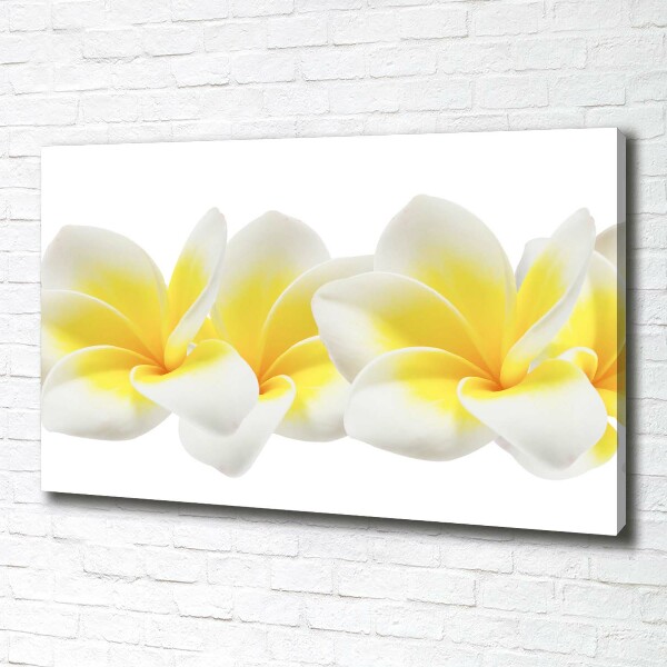Wandbild Plumeria
