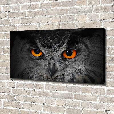 Fotobild Teuflische Eulenaugen