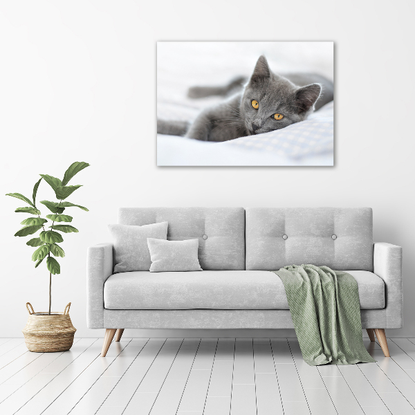 Bild auf leinwand Graue Katze