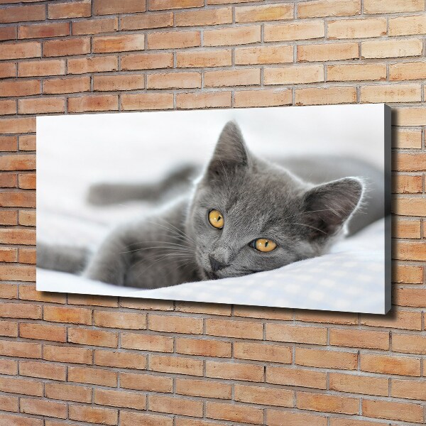 Bild auf leinwand Graue Katze