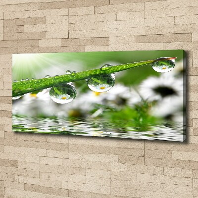 Wandbild Tropfen auf dem Gras