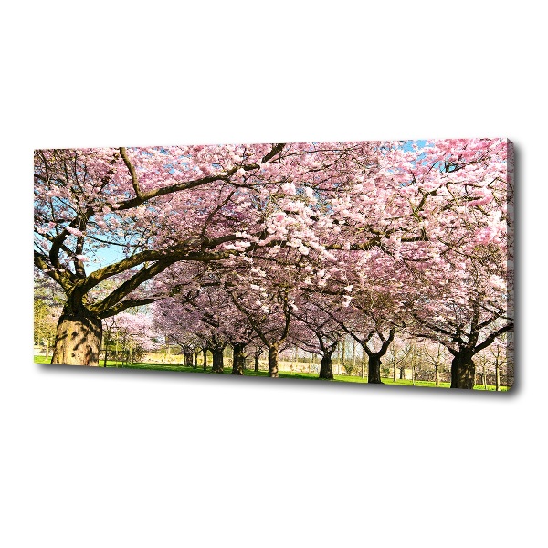 Bild auf leinwand Kirschbäume